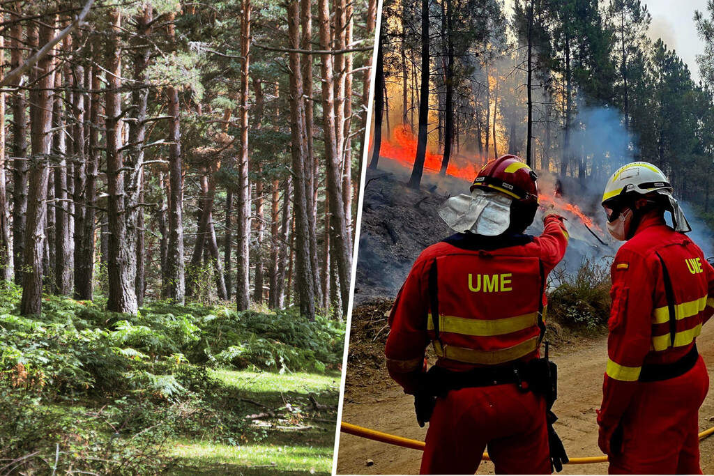 Soria tiene una de las mayores masas forestales de España pero se suele librar de los incendios. La clave: «suerte de pinos»